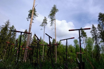 «РусКлиматФонд» подвел итоги очередного сезона посадок деревьев в регионах России