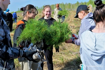 6 тысяч сосен высадили в Челябинской области