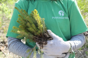 Более 100 000 деревьев высажено в российских регионах в 2023 году