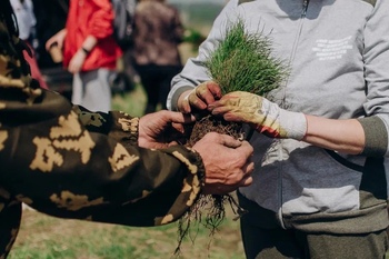10 тысяч деревьев высажено в Балахтинском районе Красноярского края